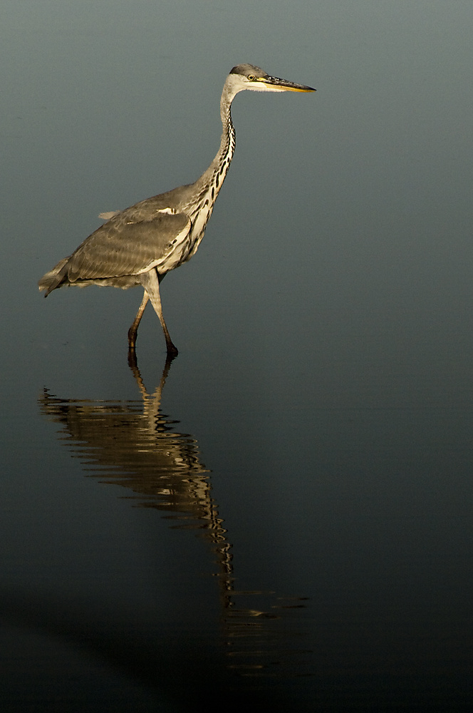 20090823 2679 [D2Xs]   F5,6 500,00mm 5