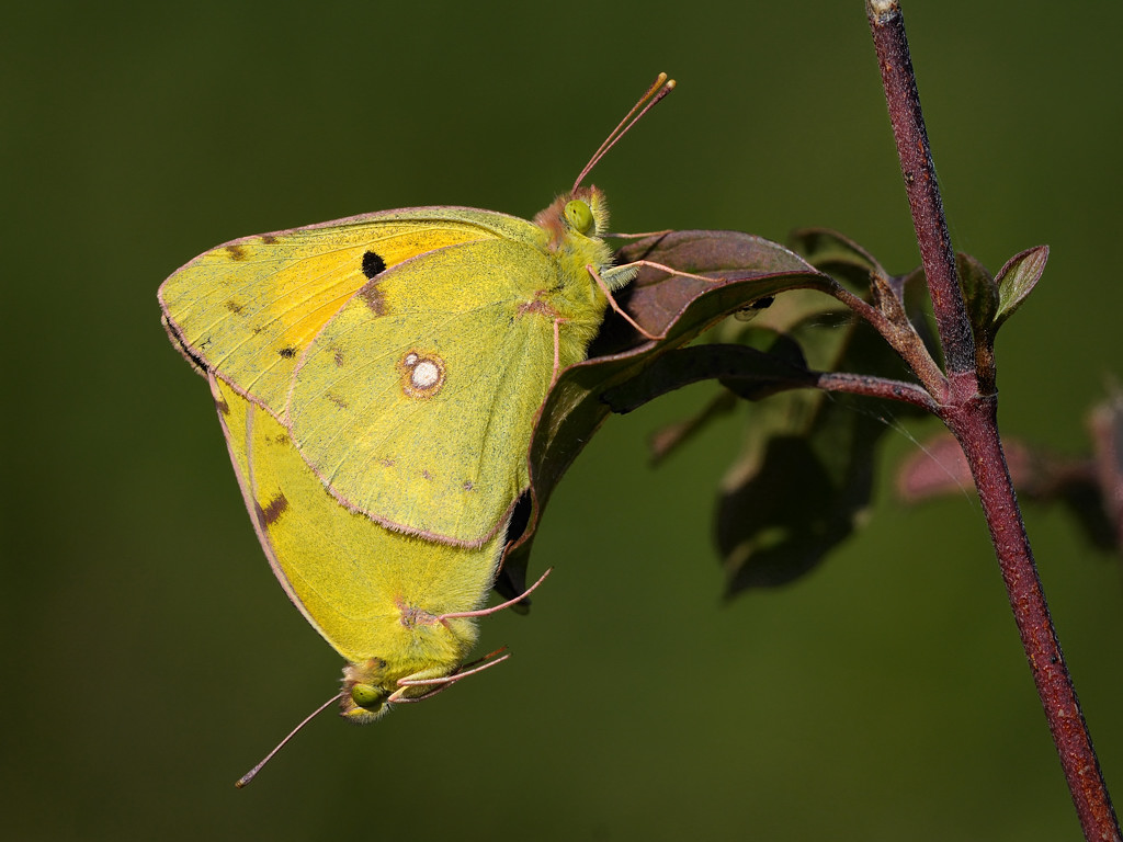 20090906 171900 D3N 3703 1d copy