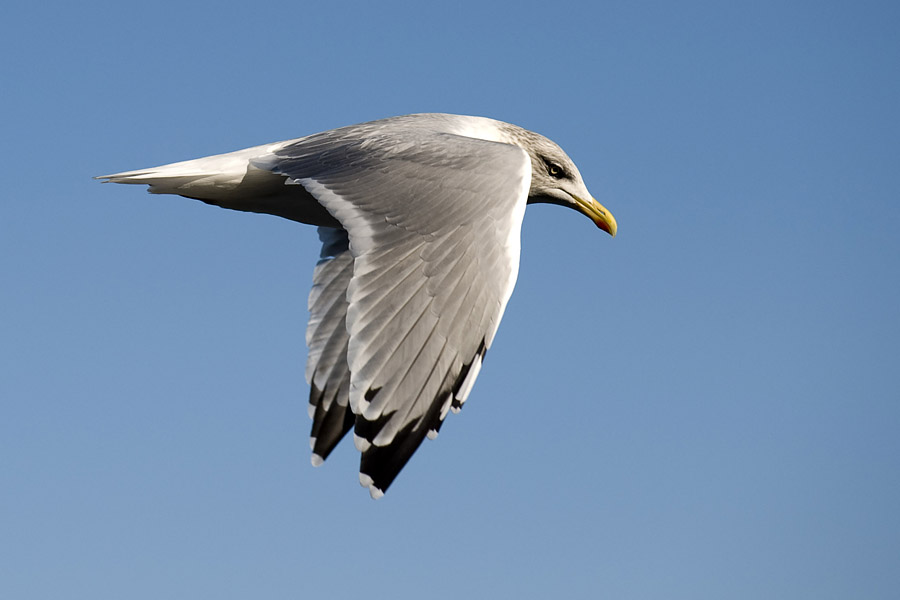 200910065988 - Möve im Flug