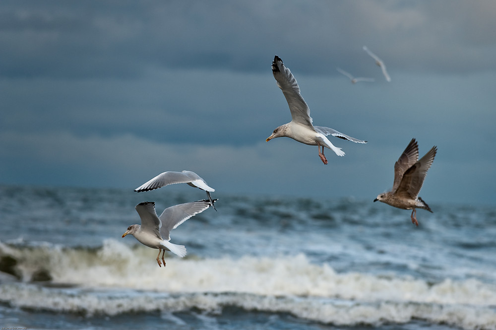 20091017 3116 [NIKON D700]   200 mm  1 1000 Sek. bei ƒ   4,5