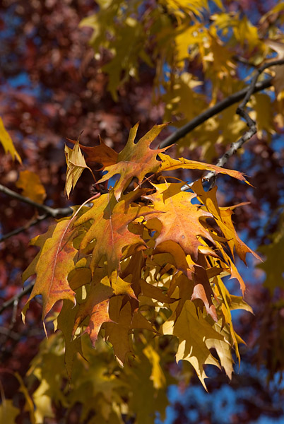 200910251523 - Herbstlaub