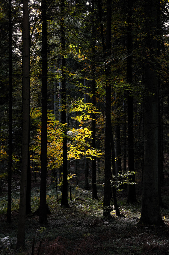20091027 152951 D3N 4791