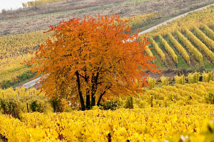 200910310056 Herbst im Rheingau, bei Rüdesheim