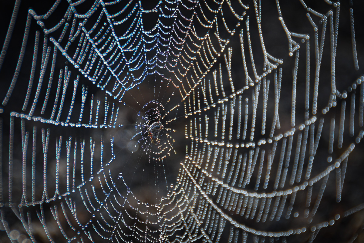 20091112-DSC_0377.jpg