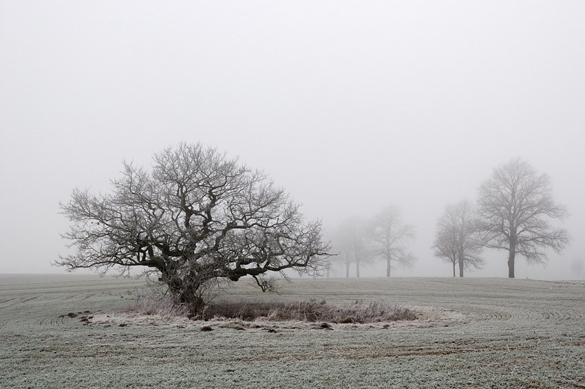 20091229 01 Eiche im Nebel
