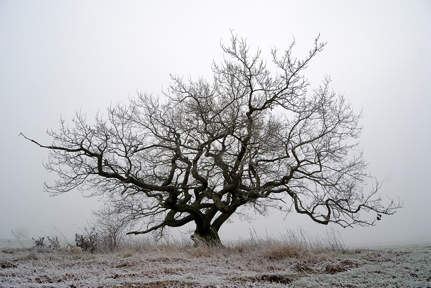 20091229 04 Eiche im Nebel
