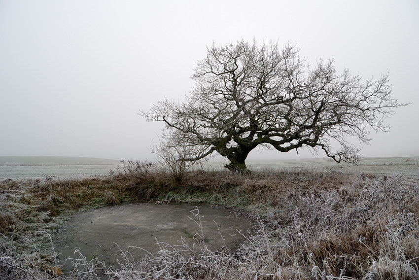20091229 06 Eiche im Nebel