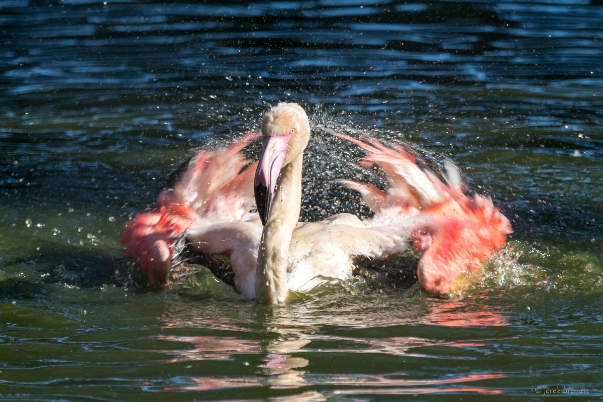 200919-Zoo-Ludw-086.jpg