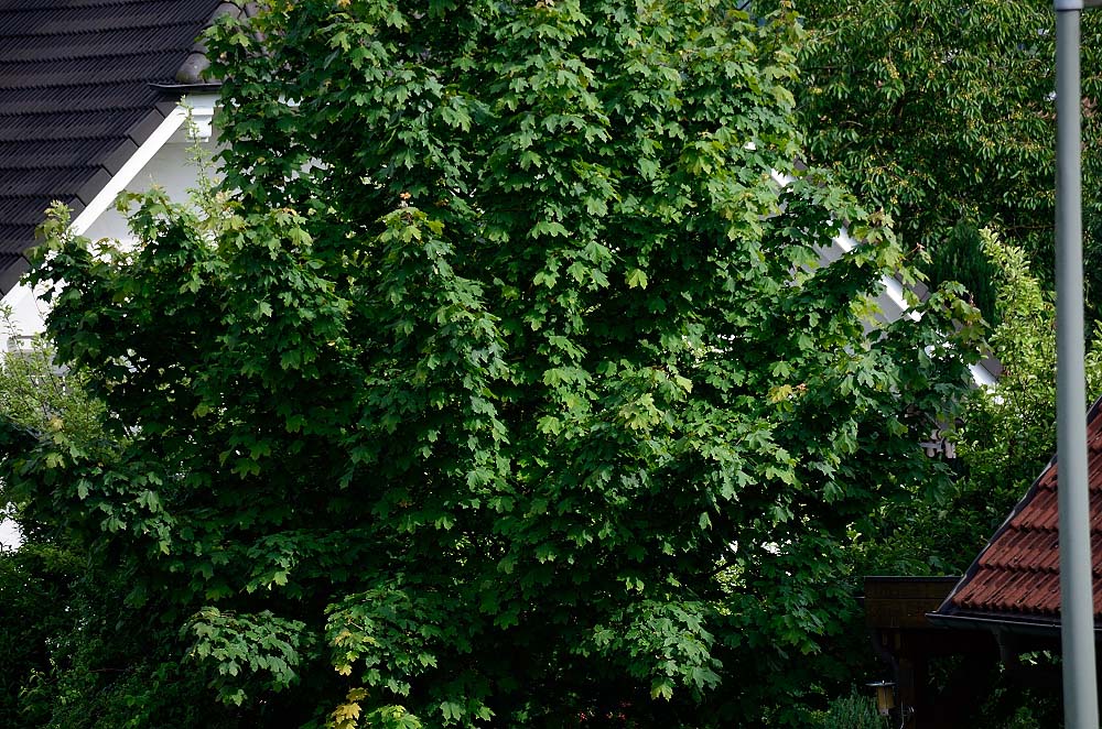 200mmSigma18 200 3067