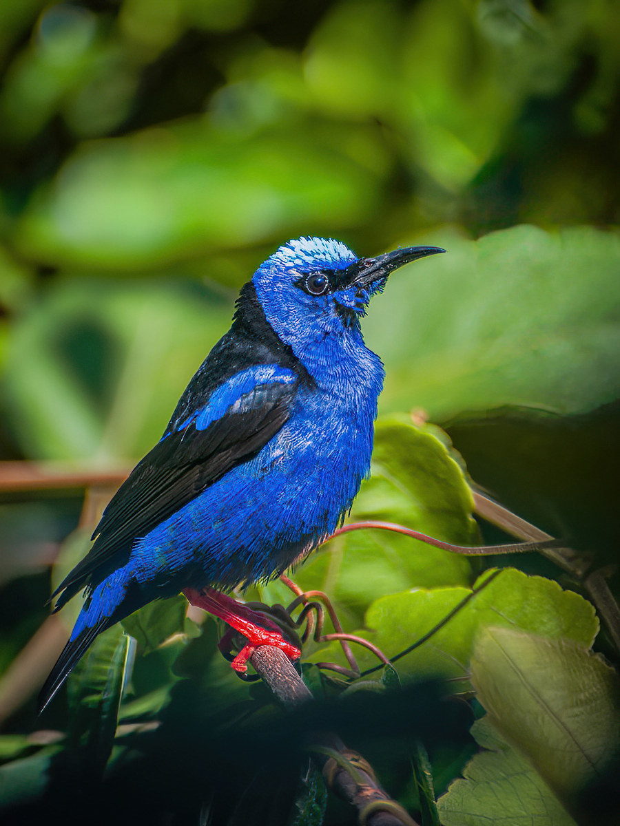 2010-01-18 05 Red-legged Honeycreeper.jpg