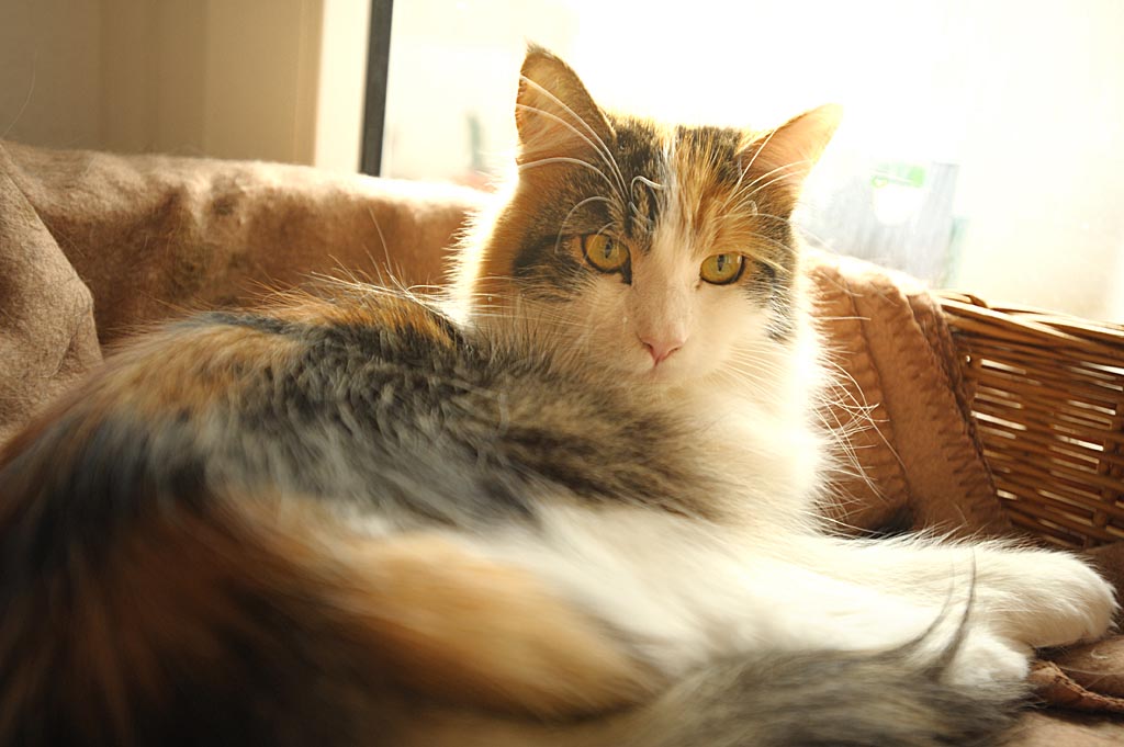 2010 01 22 Sandra Hannes bochum Katzen D7C 4433