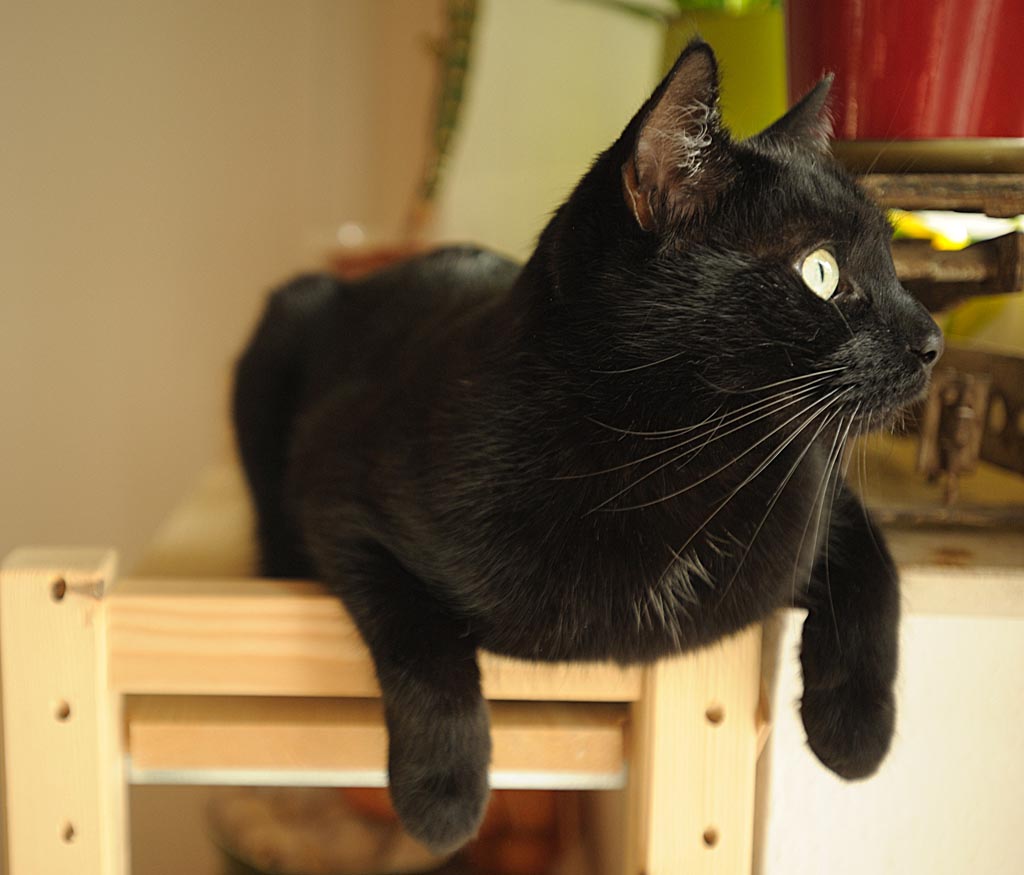 2010 01 22 Sandra Hannes bochum Katzen D7C 4438