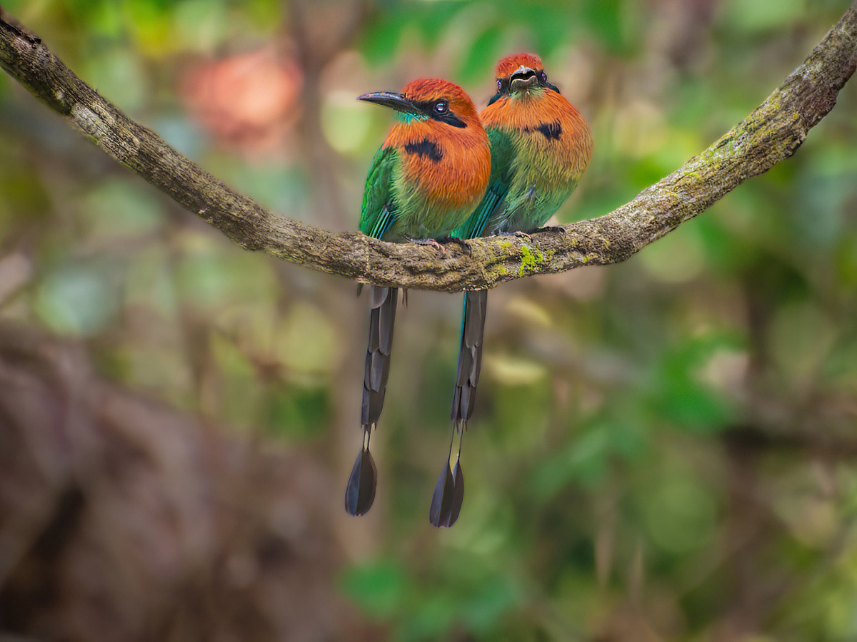 2010-01-23 34 Broad-billed Motmots.jpg