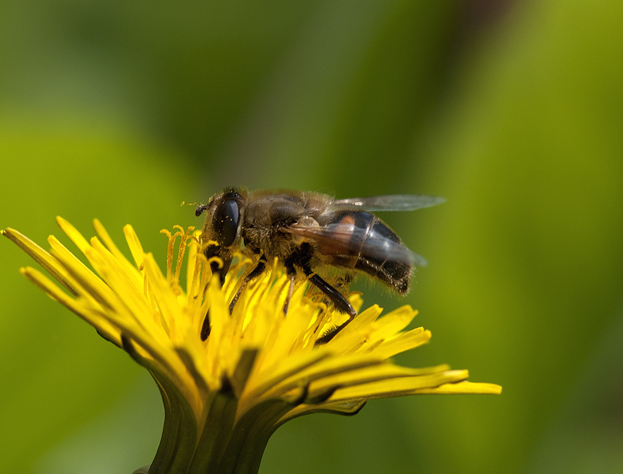 2010 04 16 Biene