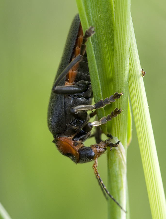 2010 05 23 Weichkäfer Soldatenkäfer