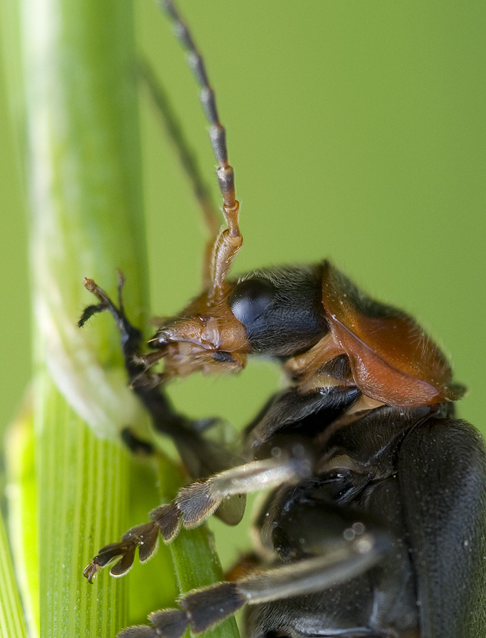 2010 05 23 Weichkäfer Soldatenkäfer