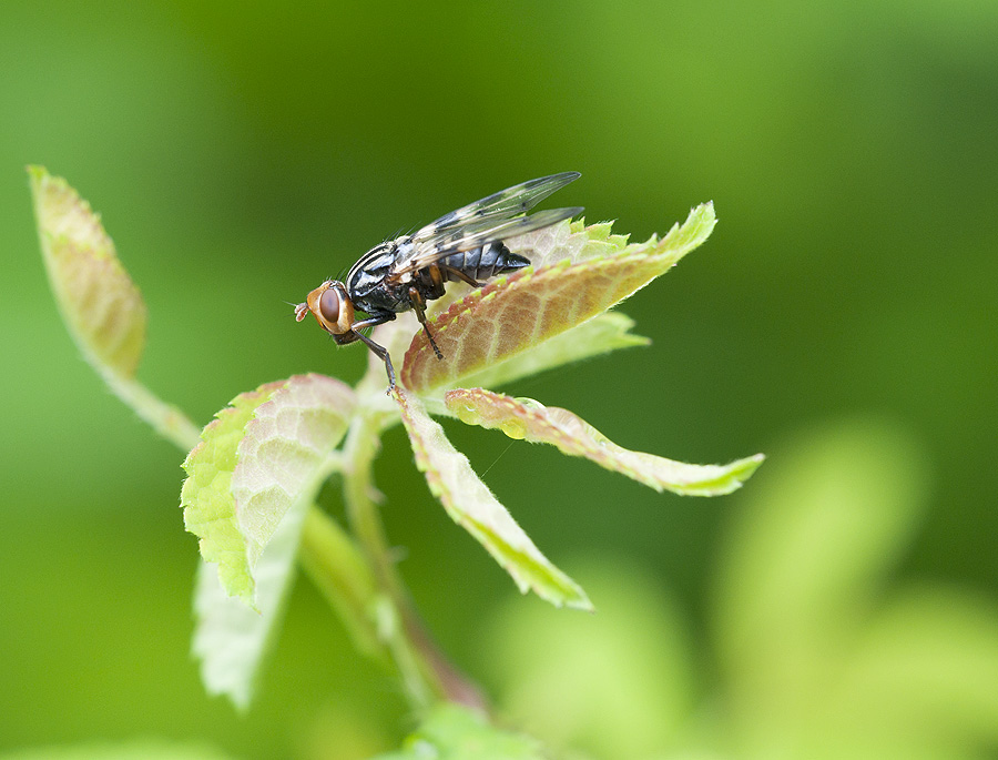 2010 05 30 Fliege