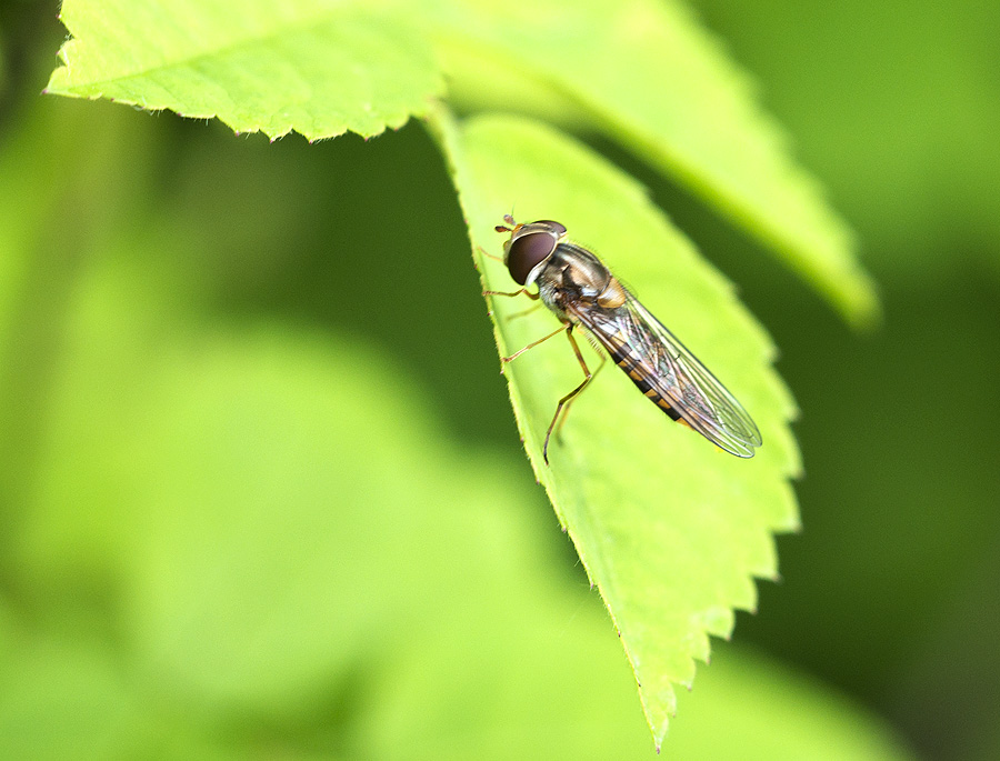 2010 05 30 Schwebfliege