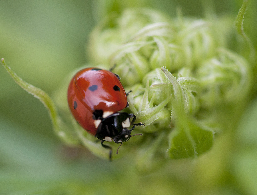 2010 06 06 Marienkäfer 01 02