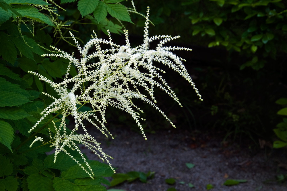 2010 06 10 Pflanze DSC3451