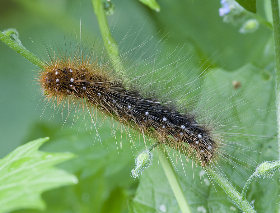 2010 06 11 Raupe Brauner Bär 01 01