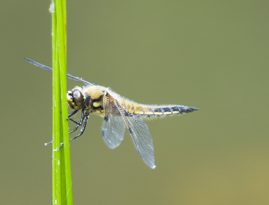 2010 06 11 Vierpunktlibelle 01