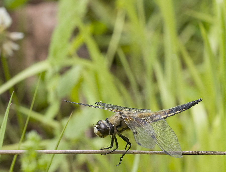 2010 06 11 Vierpunktlibelle 02 03
