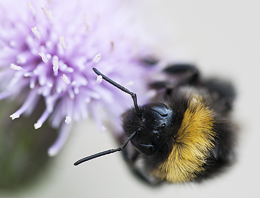 2010 06 13 Hummel 01 01