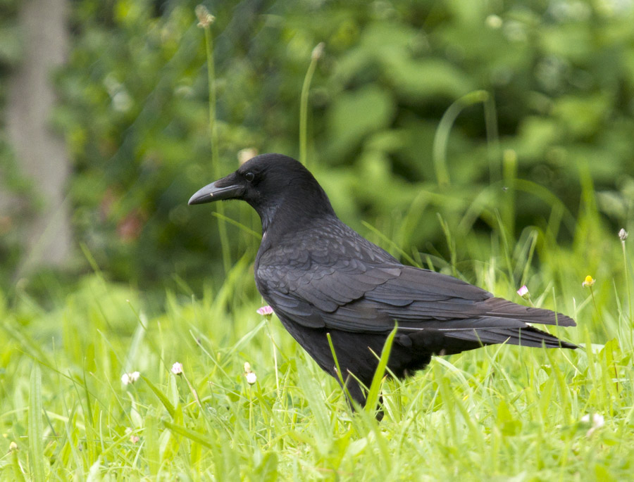 2010 06 13 Rabe 01 01