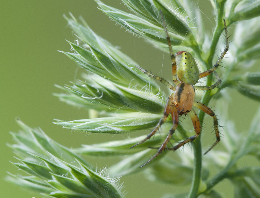 2010 06 13 Spinne 02 01