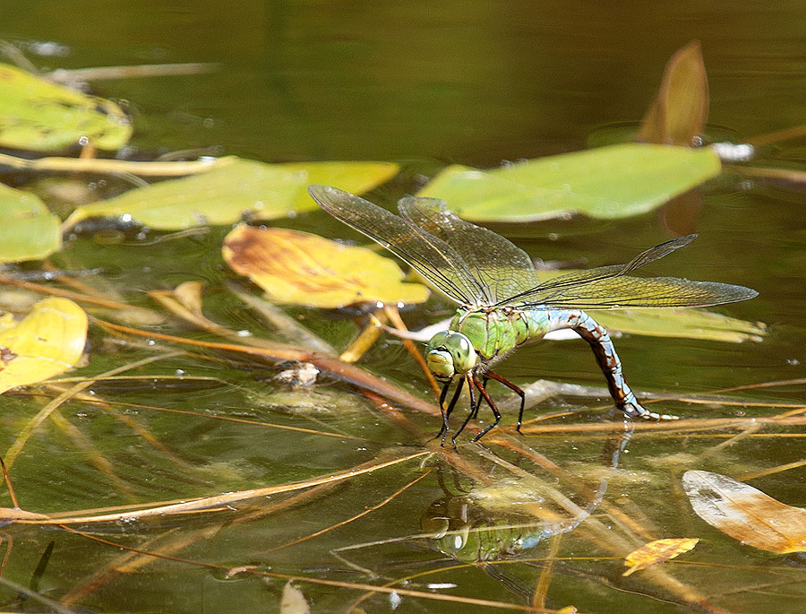 2010 06 28 Königslibelle 04 01
