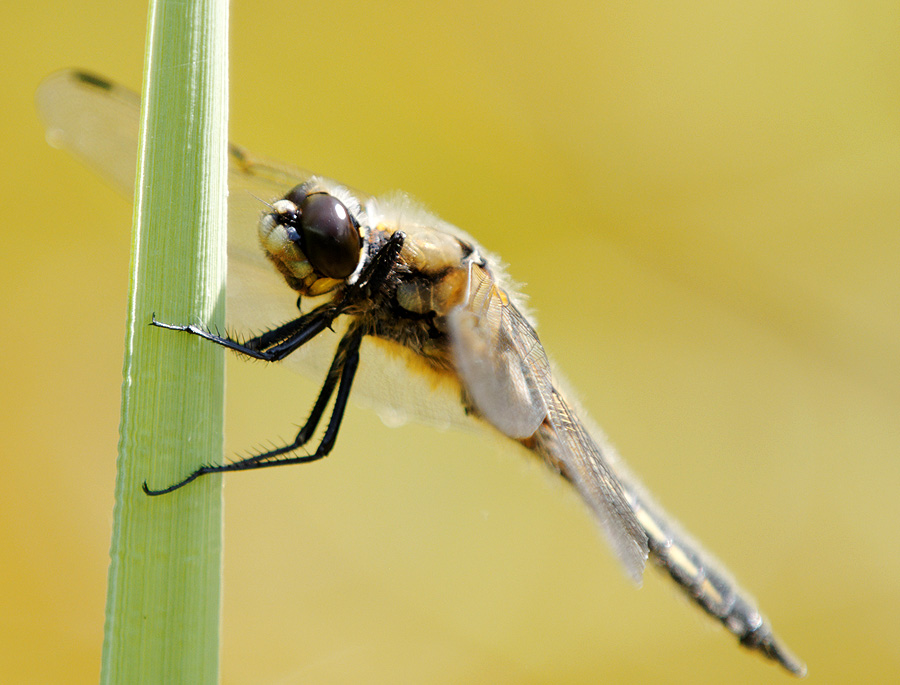 2010 06 28 Vierflecklibelle   01 02