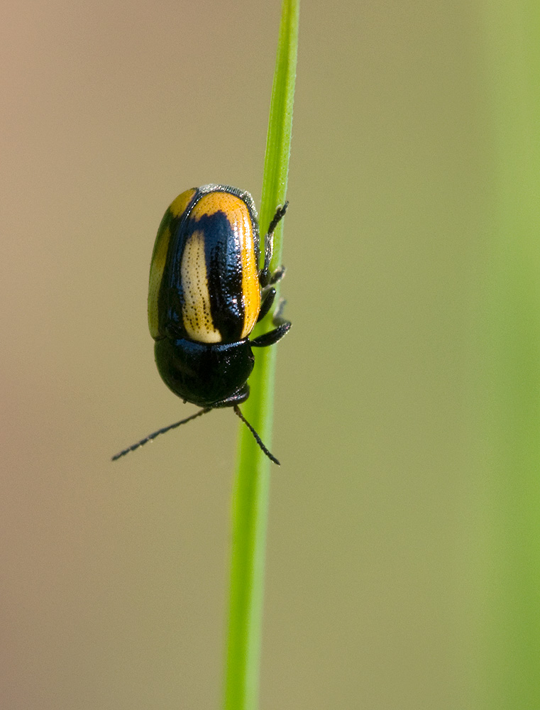 2010 06 30 Blattkäfer 01 01