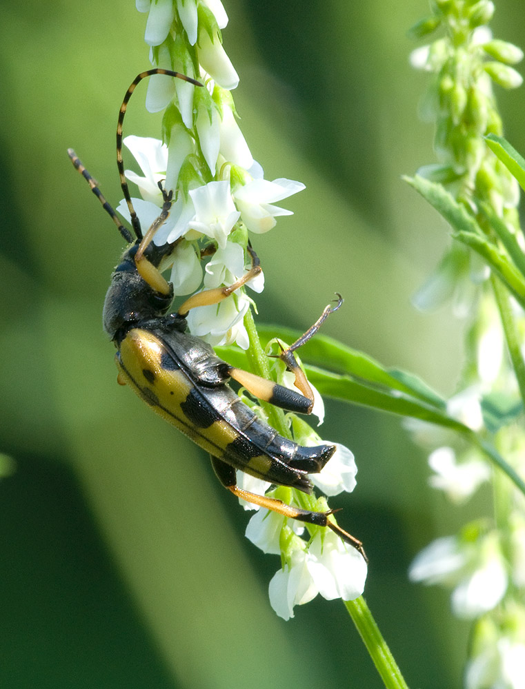 2010 06 30 Gefleckter Schmalbock 01 01