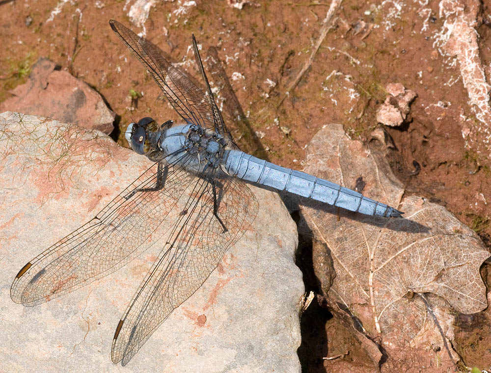 2010 06 30 Südlicher Blaupfeil 01 01