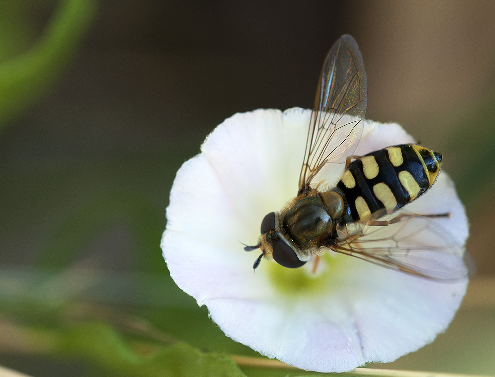 2010 07 04 Große Schwebfliege 02 01