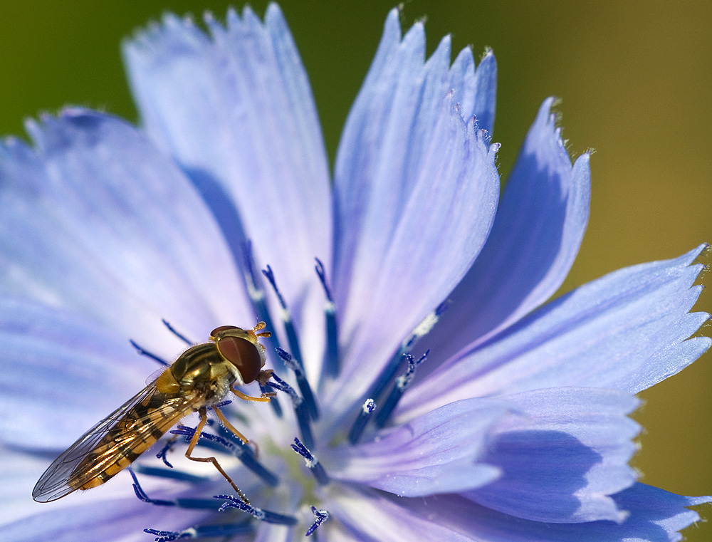 2010 07 04 Hain-Schwebfliege 08 01