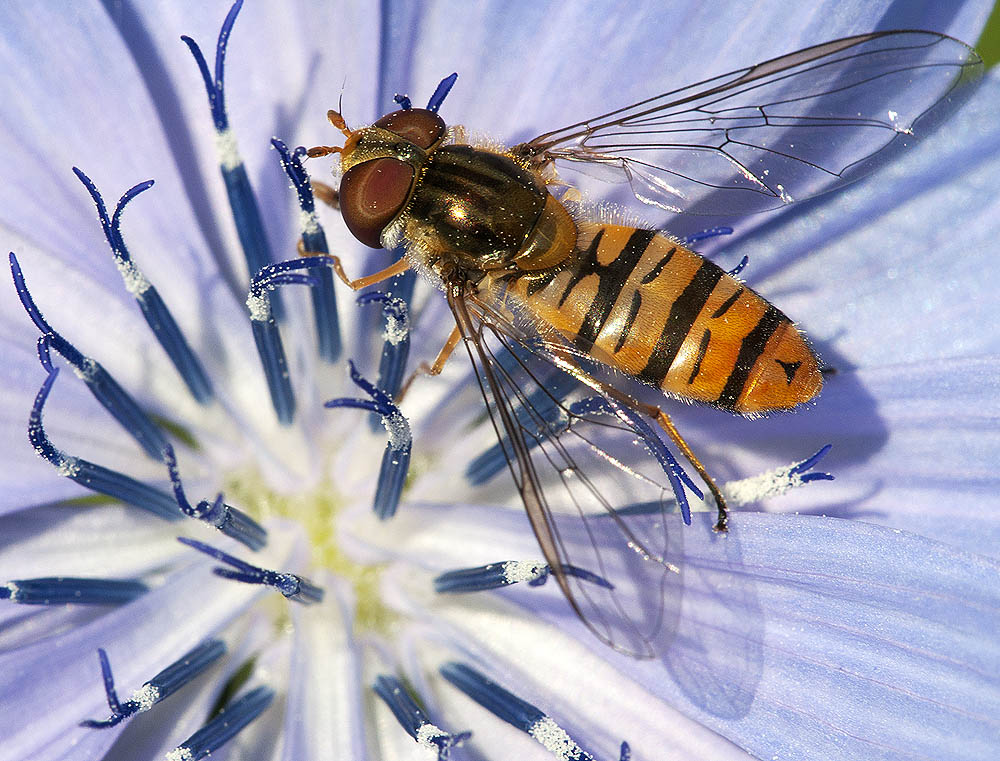 2010 07 04 Hain-Schwebfliege 13 01