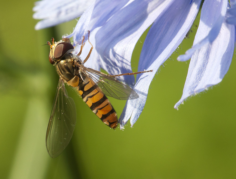 2010 07 04 Hain-Schwebfliege 18 01