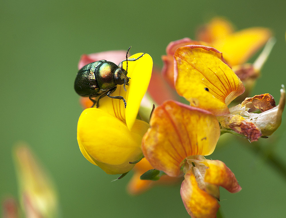 2010 07 04 Käfer 01 06