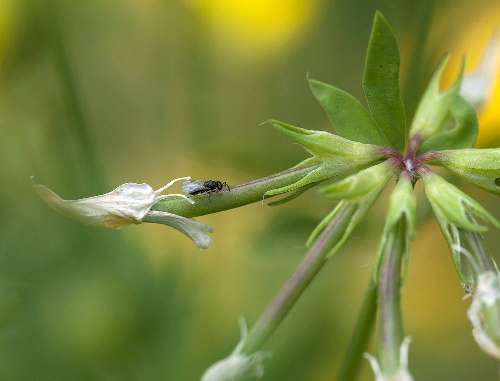 2010 07 04 Käfer 04 01