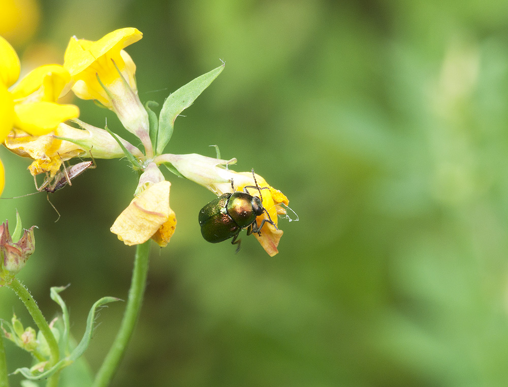 2010 07 04 Käfer und Sichelwanze 01 01