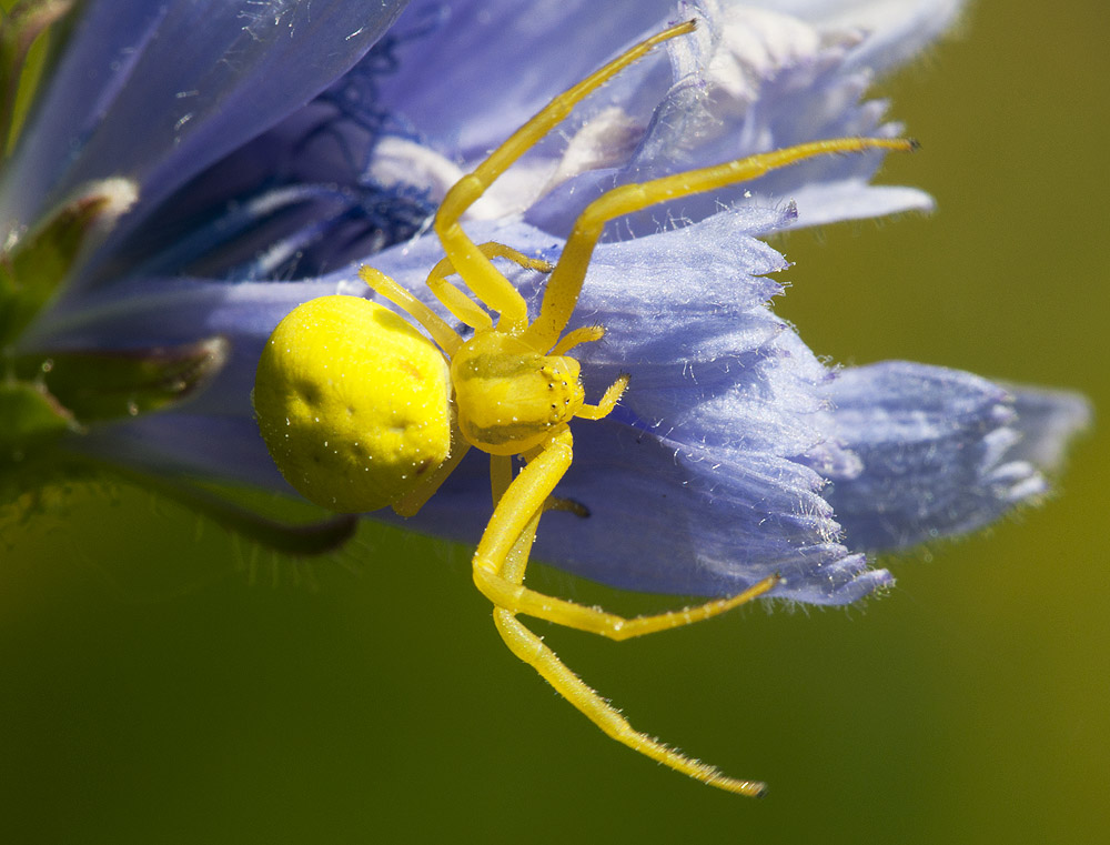 2010 07 04 Krabbenspinne 02 01