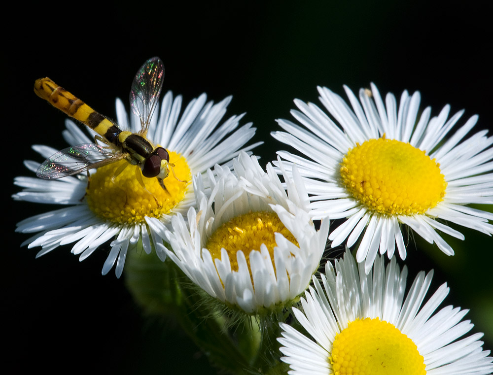 2010 07 09 Schwebfliege 01 01