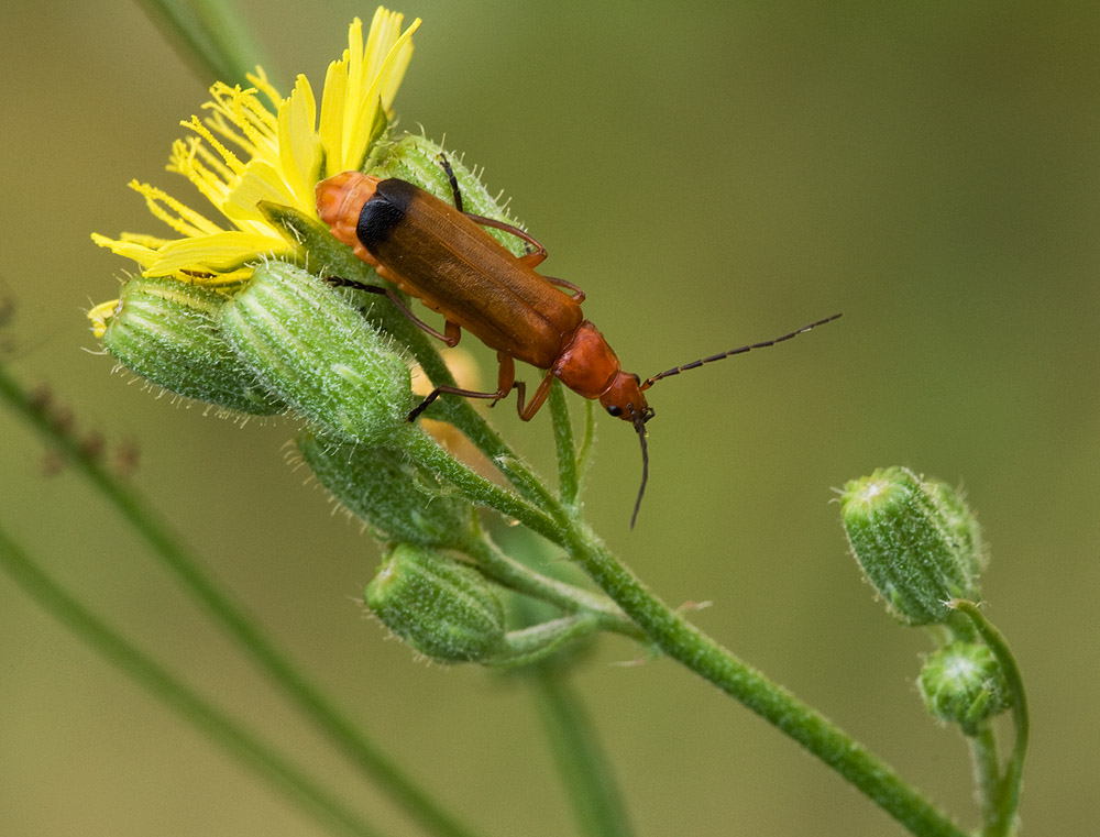2010-07-11 Weichkäfer (Rhagonycha fulva) 38-01