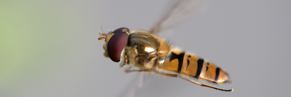 2010 07 13 Schwebfliege 01 02