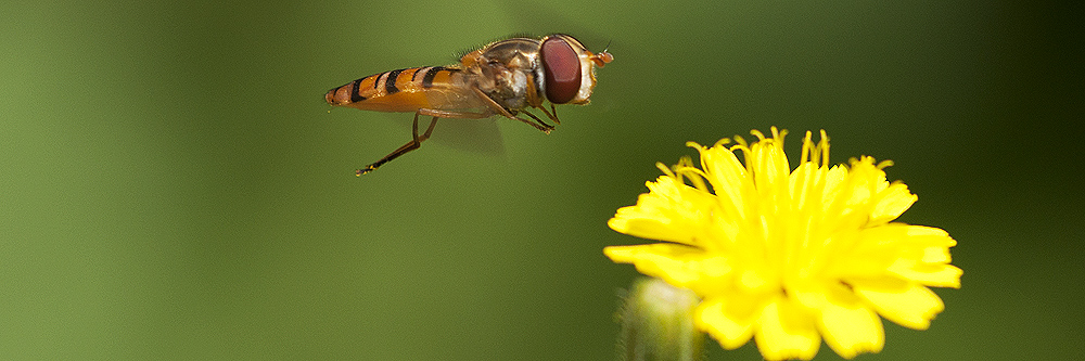 2010 07 13 Schwebfliege 17 02