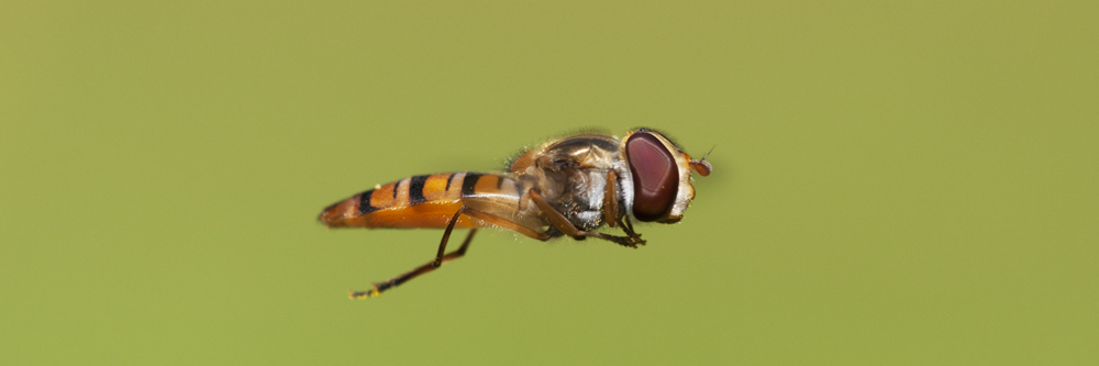 2010 07 13 Schwebfliege 22 02