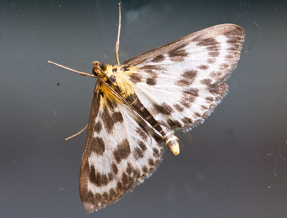 2010 07 15 Falter 01 01
