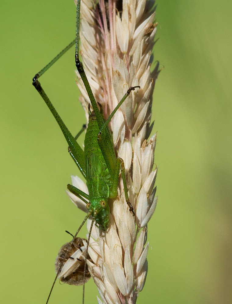 2010 07 19 Heupferd 04 01